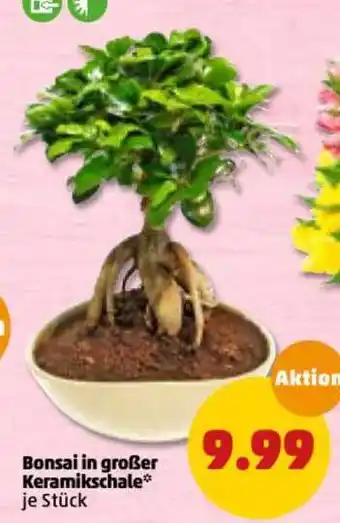 PENNY Bonsai In Großer Keramikschale Angebot