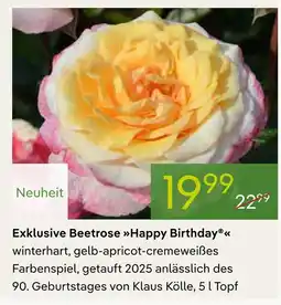 Pflanzen Kölle Exklusive beetrose happy birthday Angebot