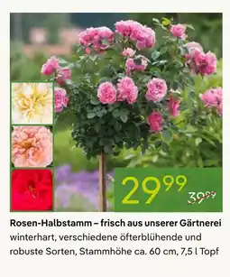 Pflanzen Kölle Rosen-halbstamm Angebot