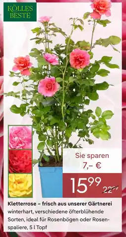 Pflanzen Kölle Kölle's beste kletterrose Angebot