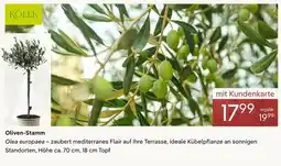 Pflanzen Kölle Kölle oliven-stamm Angebot
