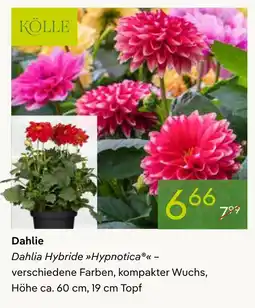 Pflanzen Kölle Kölle dahlie hybride hypnotica Angebot