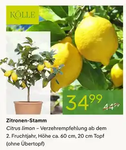 Pflanzen Kölle Kölle zitronen-stamm Angebot