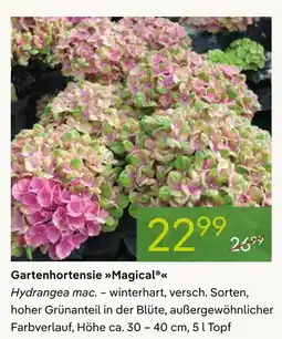 Pflanzen Kölle Gartenhortensie magical Angebot