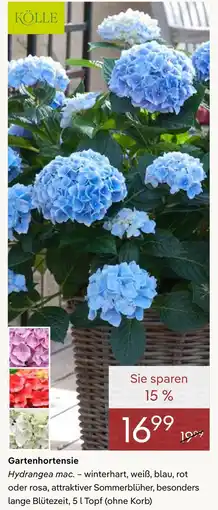 Pflanzen Kölle Kölle gartenhortensie Angebot