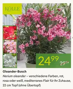 Pflanzen Kölle Kölle oleander-busch Angebot