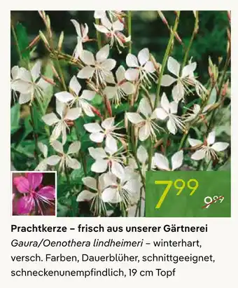 Pflanzen Kölle Prachtkerze Angebot
