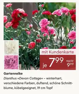 Pflanzen Kölle Gartennelke dianthus devon cottage Angebot