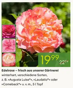 Pflanzen Kölle Edelrose augusta luise Angebot