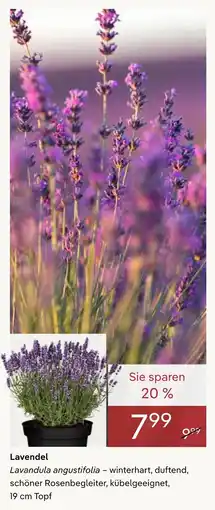 Pflanzen Kölle Lavendel Angebot