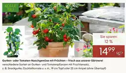 Pflanzen Kölle Kölle bio gurken- oder tomaten-naschgemüse mit früchten – frisch aus unserer gärtnerei Angebot