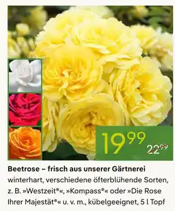 Pflanzen Kölle Beetrose Angebot