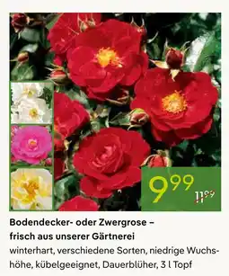 Pflanzen Kölle Bodendecker- oder zwergrose - frisch aus unserer gärtnerei Angebot