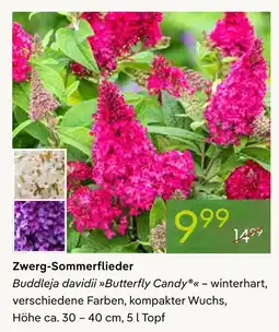 Pflanzen Kölle Zwerg-sommerflieder buddleja davidii butterfly candy Angebot