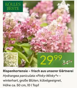 Pflanzen Kölle Kölles beste rispenhortensie hydrangea paniculata pinky-winky Angebot