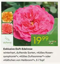 Pflanzen Kölle Exklusive duft-edelrose Angebot