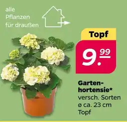 NETTO Gartenhortensie Angebot