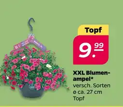 NETTO Xxl blumenampel Angebot