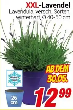 CENTERSHOP XXL-Lavendel Angebot