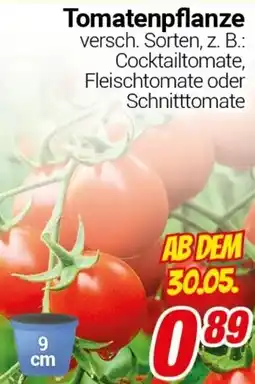 CENTERSHOP Tomatenpflanze Angebot