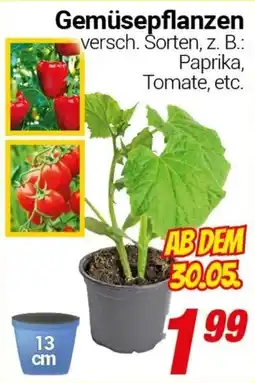 CENTERSHOP Gemüsepflanzen Angebot