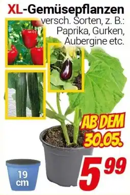 CENTERSHOP XL-Gemüsepflanzen Angebot