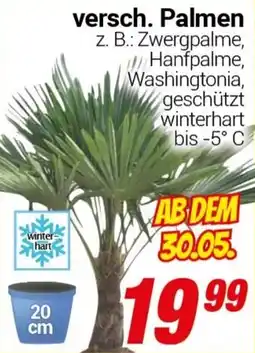 CENTERSHOP versch. Palmen Angebot