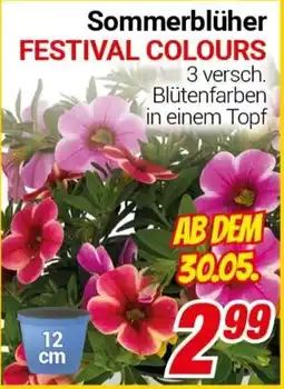 CENTERSHOP Sommerblüher FESTIVAL COLOURS Angebot