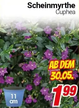 CENTERSHOP Scheinmyrthe Angebot