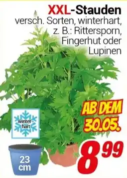 CENTERSHOP XXL-Stauden Angebot