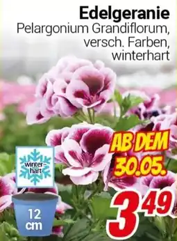 CENTERSHOP Edelgeranie Angebot