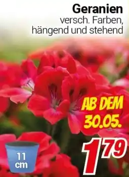 CENTERSHOP Geranien Angebot