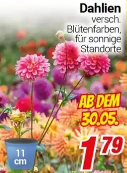CENTERSHOP Dahlien Angebot