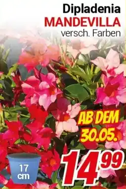 CENTERSHOP Dipladenia MANDEVILLA Angebot