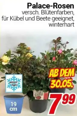 CENTERSHOP Palace-Rosen Angebot
