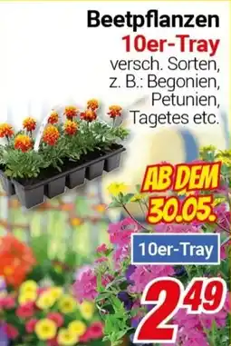 CENTERSHOP Beetpflanzen Angebot
