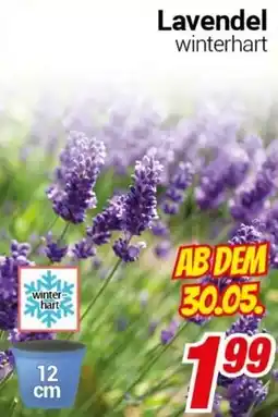 CENTERSHOP Lavendel Angebot