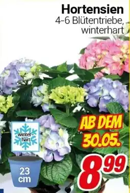 CENTERSHOP Hortensien Angebot
