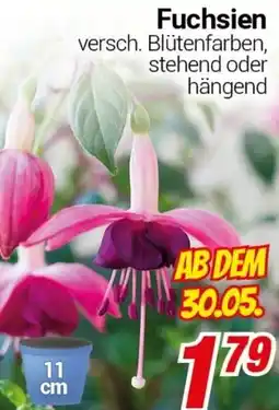 CENTERSHOP Fuchsien Angebot