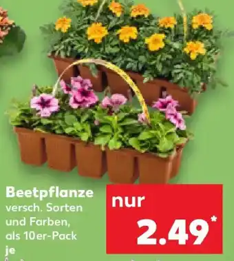 Kaufland Beetpflanze Angebot
