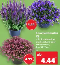 Kaufland Sommerstauden XL Angebot