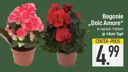 E-Center Begonie Dolc Amore Angebot
