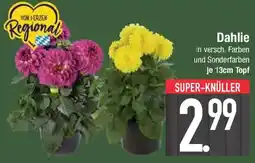 E-Center Dahlie Angebot