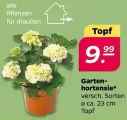 NETTO Gartenhortensie Angebot