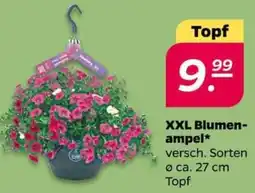NETTO XXL Blumenampel Angebot