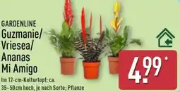 Aldi Nord GARDENLINE Guzmanie/ Vriesea/ Ananas Mi Amigo Angebot