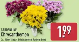 Aldi Nord GARDENLINE Chrysanthemen Angebot