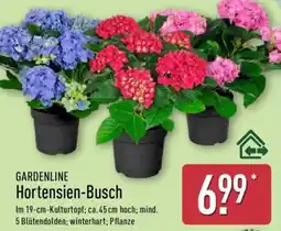 Aldi Nord GARDENLINE Hortensien-Busch Angebot