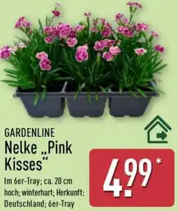 Aldi Nord GARDENLINE Nelke Pink Kisses Angebot