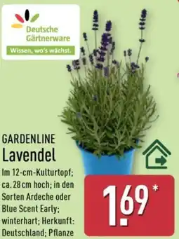 Aldi Nord GARDENLINE Lavendel Angebot